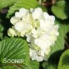 POPCORN VIBURNUM 2 POPCORN VIBURNUM -NatureScape Shop DETA2 1552
