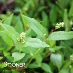 NIKKO SLENDER DEUTZIA -NatureScape Shop DETA2 1581