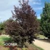 CANADA RED CHOKECHERRY -NatureScape Shop DETA2 16