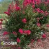 PINK VELOUR® CRAPEMYRTLE -NatureScape Shop DETA2 162