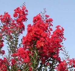 RED ROCKET® CRAPEMYRTLE -NatureScape Shop DETA2 164