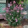 RHAPSODY IN PINK® CRAPEMYRTLE 2 RHAPSODY IN PINK® CRAPEMYRTLE -NatureScape Shop DETA2 179