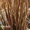 LEATHERLEAF SEDGE 2 LEATHERLEAF SEDGE -NatureScape Shop DETA2 1945