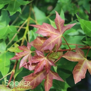 FIRE DRAGON® SHANTUNG MAPLE 8 FIRE DRAGON® SHANTUNG MAPLE - Image 6