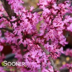 Front Page 32 ACE OF HEARTS REDBUD