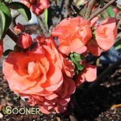 DOUBLE TAKE® ORANGE STORM QUINCE 9 DOUBLE TAKE® ORANGE STORM QUINCE -NatureScape Shop DETA2 2020