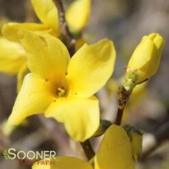 SHOW OFF® FORSYTHIA -NatureScape Shop DETA2 2068