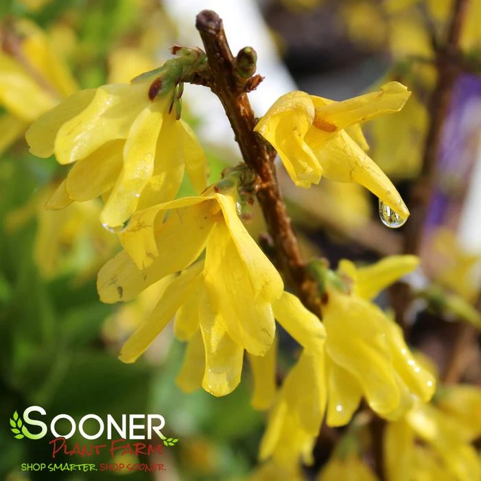 SHOWY BORDER™ FORSYTHIA 4 SHOWY BORDER™ FORSYTHIA - Image 2