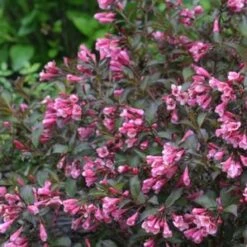 FINE WINE® WEIGELA 7 FINE WINE® WEIGELA -NatureScape Shop DETA2 2110