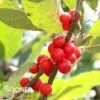 WINTER RED WINTERBERRY HOLLY -NatureScape Shop DETA2 2125