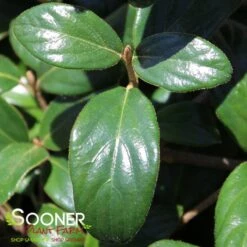 CONOY VIBURNUM 7 CONOY VIBURNUM -NatureScape Shop DETA2 2136