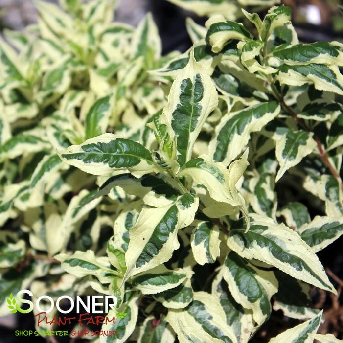 COOL SPLASH® DWARF BUSH HONEYSUCKLE 4 COOL SPLASH® DWARF BUSH HONEYSUCKLE - Image 2