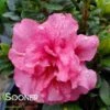 BLOOM-A-THON® PINK DOUBLE AZALEA -NatureScape Shop DETA2 2242