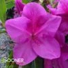 BLOOM-A-THON® LAVENDER AZALEA -NatureScape Shop DETA2 2243