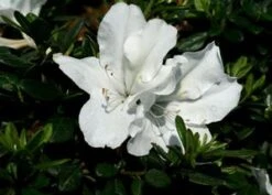 BLOOM-A-THON® WHITE AZALEA -NatureScape Shop DETA2 2244