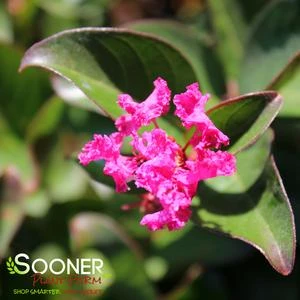 BERRY DAZZLE® CRAPEMYRTLE 5 BERRY DAZZLE® CRAPEMYRTLE - Image 3