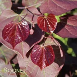 RUBY FALLS WEEPING REDBUD 11 RUBY FALLS WEEPING REDBUD -NatureScape Shop DETA2 2311