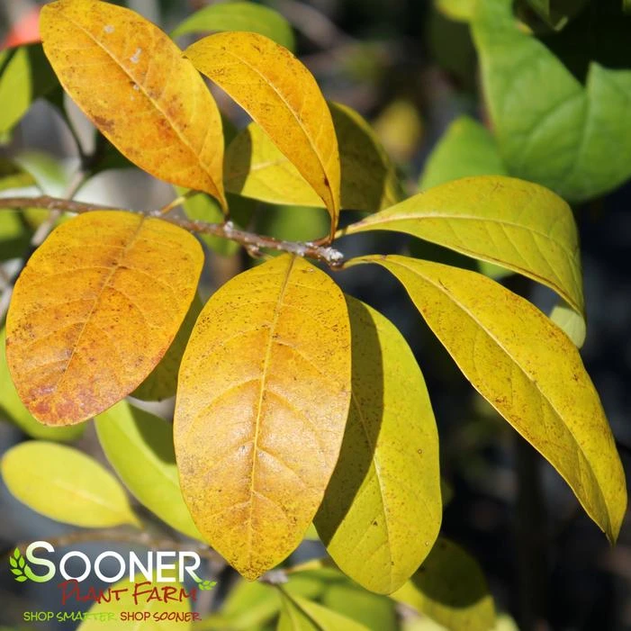 AMERICAN FRINGETREE 3 AMERICAN FRINGETREE