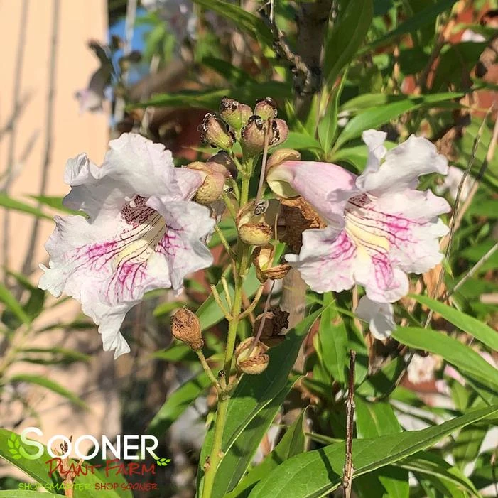 MORNING CLOUD CHITALPA 4 MORNING CLOUD CHITALPA - Image 2