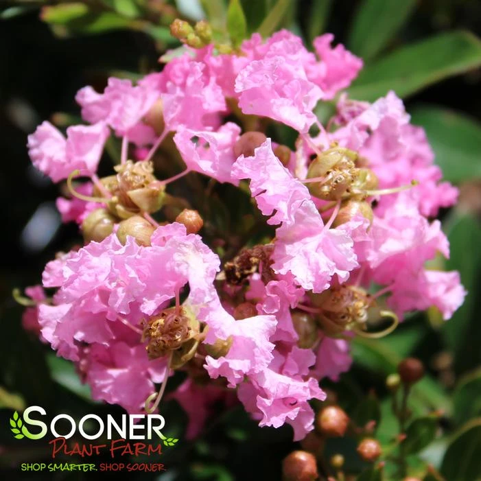 DAZZLE ME PINK® CRAPEMYRTLE 3 DAZZLE ME PINK® CRAPEMYRTLE