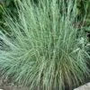PRAIRIE BLUES LITTLE BLUESTEM 1 PRAIRIE BLUES LITTLE BLUESTEM -NatureScape Shop DETA2 2430