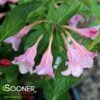 SONIC BLOOM® PINK WEIGELA -NatureScape Shop DETA2 2434