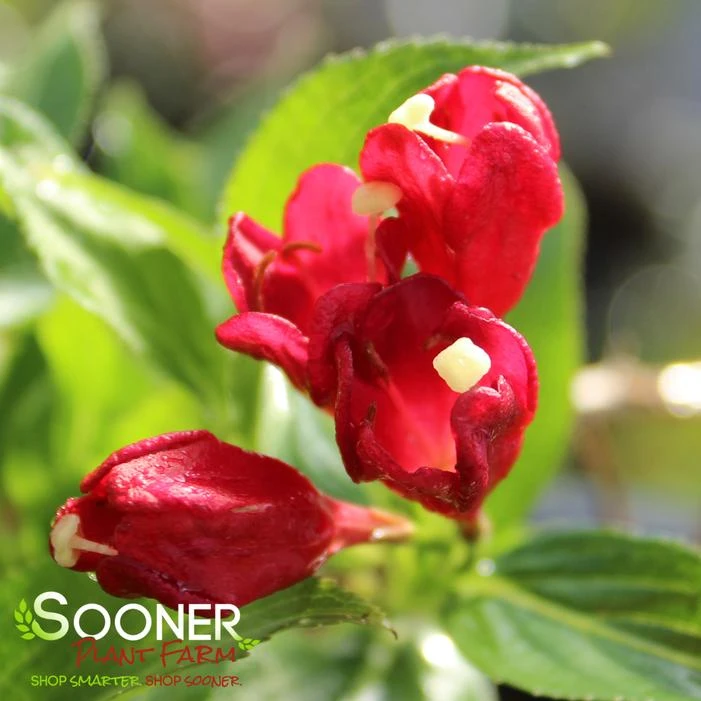 SONIC BLOOM® RED WEIGELA 5 SONIC BLOOM® RED WEIGELA - Image 3