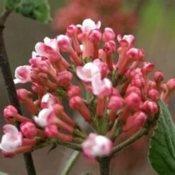 SPICE GIRL® KOREAN SPICE VIBURNUM 7 SPICE GIRL® KOREAN SPICE VIBURNUM -NatureScape Shop DETA2 2439
