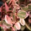 WHITE ALBUM® EUONYMUS -NatureScape Shop DETA2 2450