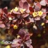 SUNJOY® MINI SALSA BARBERRY -NatureScape Shop DETA2 2461