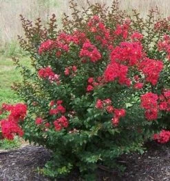 PRINCESS HOLLY ANN™ CRAPEMYRTLE -NatureScape Shop DETA2 2535