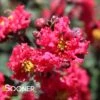 PRINCESS ZOEY™ CRAPEMYRTLE -NatureScape Shop DETA2 2536