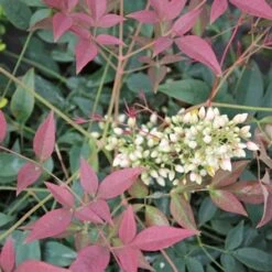 FLIRT™ NANDINA -NatureScape Shop DETA2 2539