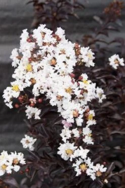 MOONLIGHT MAGIC™ CRAPEMYRTLE -NatureScape Shop DETA2 2672