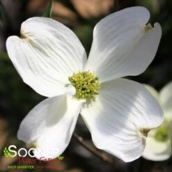 CHEROKEE PRINCESS® DOGWOOD -NatureScape Shop DETA2 27