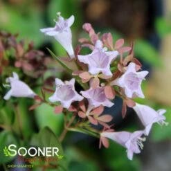 RASPBERRY PROFUSION™ ABELIA 11 RASPBERRY PROFUSION™ ABELIA -NatureScape Shop DETA2 2716