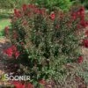DOUBLE FEATURE® CRAPEMYRTLE 1 DOUBLE FEATURE® CRAPEMYRTLE -NatureScape Shop DETA2 2720