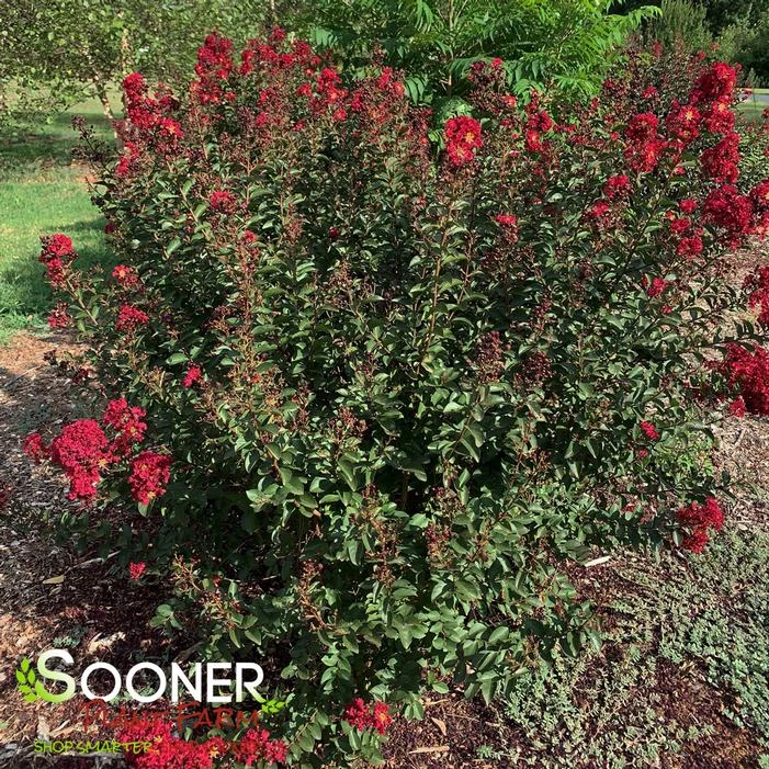 DOUBLE FEATURE® CRAPEMYRTLE 3 DOUBLE FEATURE® CRAPEMYRTLE