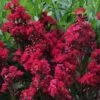 ENDURING SUMMER™ RED CRAPEMYRTLE -NatureScape Shop DETA2 2828