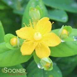 WHITE ST. JOHN'S WORT 8 WHITE ST. JOHN'S WORT -NatureScape Shop DETA2 2887