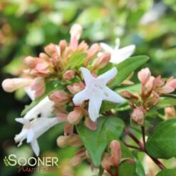 ETERNAL SUNSHINE™ ABELIA -NatureScape Shop DETA2 2895