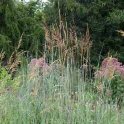 INDIAN STEEL INDIAN GRASS -NatureScape Shop DETA2 293