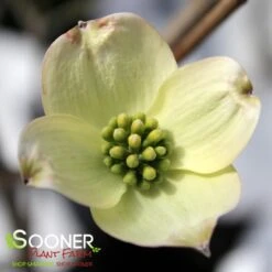 JEAN'S APPALACHIAN SNOW DOGWOOD 8 JEAN'S APPALACHIAN SNOW DOGWOOD -NatureScape Shop DETA2 2978