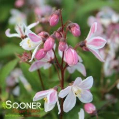 YUKI CHERRY BLOSSOM® DEUTZIA -NatureScape Shop DETA2 3039