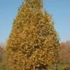 EXCLAMATION™ LONDON PLANETREE -NatureScape Shop DETA2 3082