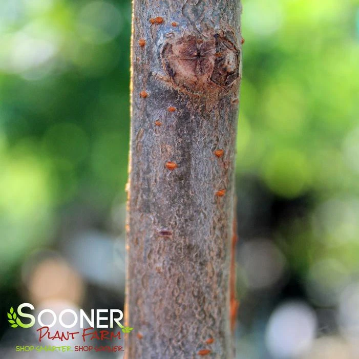 ALLEE ELM 4 ALLEE ELM - Image 2