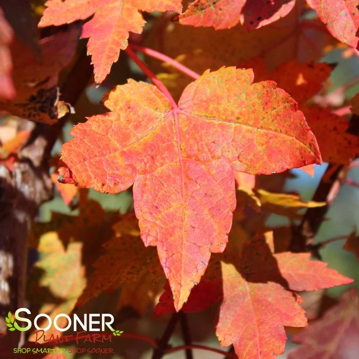 REDPOINTE® RED MAPLE 4 REDPOINTE® RED MAPLE - Image 2