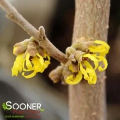 ARNOLD'S PROMISE WITCH HAZEL -NatureScape Shop DETA2 3235
