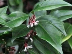 CHINESE SWEET BOX -NatureScape Shop DETA2 3246