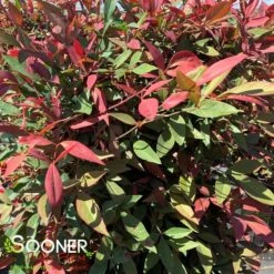 OBSESSION™ NANDINA -NatureScape Shop DETA2 3270